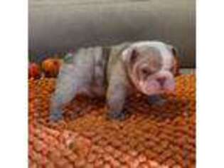 Bulldog Puppy for sale in Chicago, IL, USA