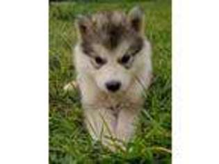 Alaskan Malamute Puppy for sale in Bushnell, IL, USA