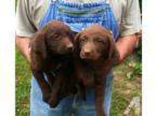 Labrador Retriever Puppy for sale in PISGAH, AL, USA
