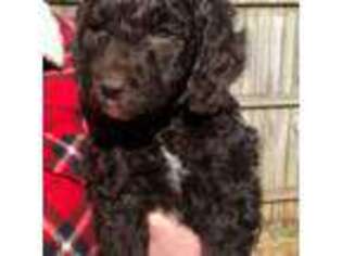 Goldendoodle Puppy for sale in Forest, VA, USA
