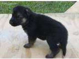 German Shepherd Dog Puppy for sale in Milton, FL, USA