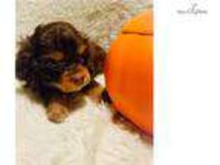 Cocker Spaniel Puppy for sale in Dayton, OH, USA