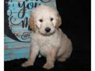 Goldendoodle Puppy for sale in Koshkonong, MO, USA