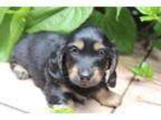 Dachshund Puppy for sale in Ormond Beach, FL, USA
