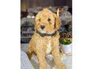 Goldendoodle Puppy for sale in Atlanta, GA, USA