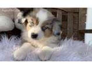 Miniature Australian Shepherd Puppy for sale in Talihina, OK, USA