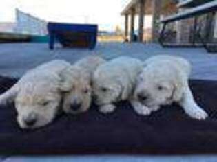 Goldendoodle Puppy for sale in Circleville, UT, USA