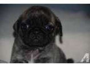 Pug Puppy for sale in CHARLEMONT, MA, USA