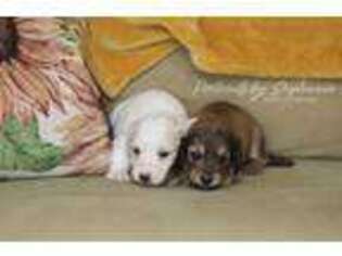 Dachshund Puppy for sale in Hegins, PA, USA