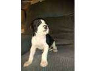 Great Dane Puppy for sale in Mason, OH, USA