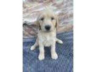 Goldendoodle Puppy for sale in Hillsboro, TX, USA