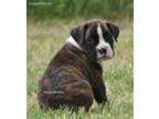 Boxer Puppy for sale in Madera, CA, USA