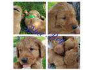 Golden Retriever Puppy for sale in Orem, UT, USA