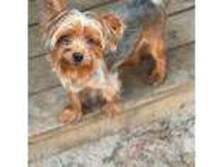 Yorkshire Terrier Puppy for sale in Alma, GA, USA