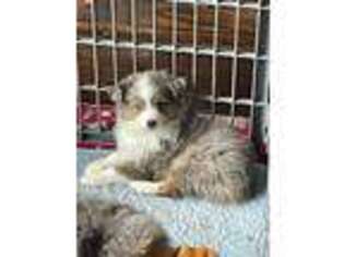 Australian Shepherd Puppy for sale in Clearwater, KS, USA