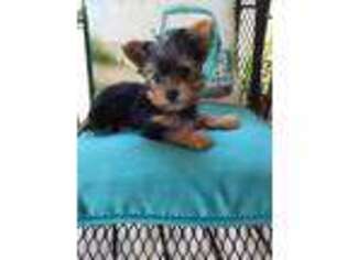 Yorkshire Terrier Puppy for sale in Monroe, LA, USA