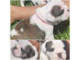 Bulldog Puppy for sale in Paradise, CA, USA
