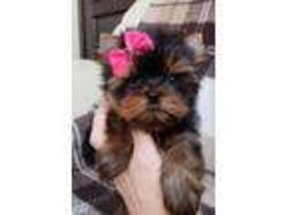 Yorkshire Terrier Puppy for sale in Oxford, MA, USA