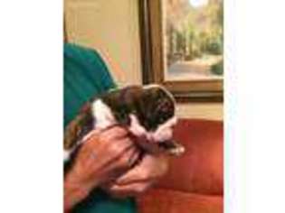 Bulldog Puppy for sale in Navarre, FL, USA