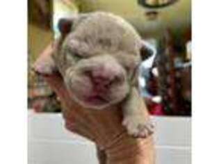 Bulldog Puppy for sale in Bonifay, FL, USA