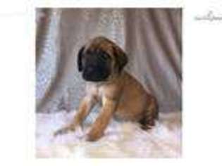 Mastiff Puppy for sale in Walhonding, OH, USA