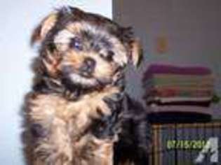 Yorkshire Terrier Puppy for sale in POLLOCK PINES, CA, USA