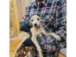Italian Greyhound Puppy for sale in Newalla, OK, USA