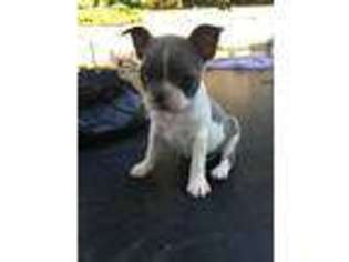 Boston Terrier Puppy for sale in Kannapolis, NC, USA