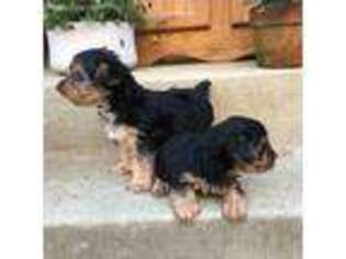 Yorkshire Terrier Puppy for sale in Milwaukee, WI, USA