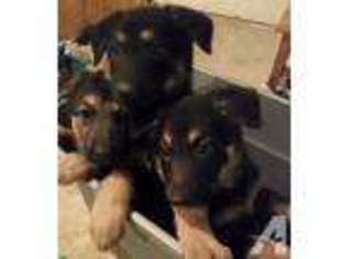 German Shepherd Dog Puppy for sale in STAHLSTOWN, PA, USA