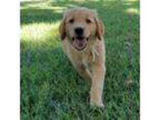 Golden Retriever Puppy for sale in Dallas, TX, USA