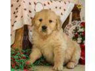 Golden Retriever Puppy for sale in Ronks, PA, USA