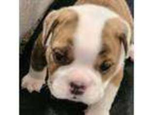 Bulldog Puppy for sale in Holly Springs, NC, USA