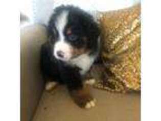 Bernese Mountain Dog Puppy for sale in Rexburg, ID, USA