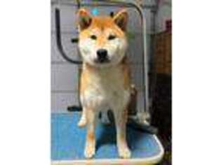 Shiba Inu Puppy for sale in Mitchell, IN, USA