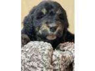 Mutt Puppy for sale in Mondovi, WI, USA