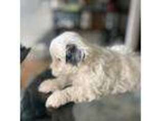 Maltese Puppy for sale in Stokesdale, NC, USA