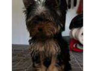Yorkshire Terrier Puppy for sale in Olivehurst, CA, USA