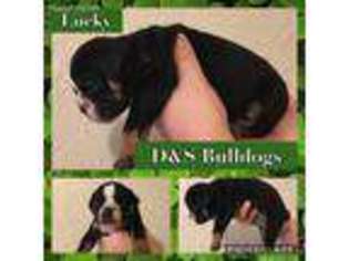 Bulldog Puppy for sale in Duncan, OK, USA