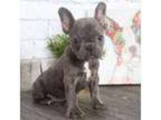 French Bulldog Puppy for sale in Red Lion, PA, USA