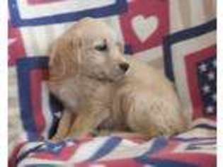 Golden Retriever Puppy for sale in Corsica, SD, USA