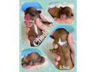 Havanese Puppy for sale in Hillsdale, MI, USA
