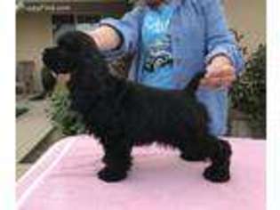 Cocker Spaniel Puppy for sale in Fresno, CA, USA