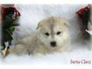 Siberian Husky Puppy for sale in Quitman, TX, USA