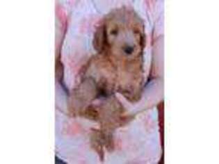 Goldendoodle Puppy for sale in Diamond, MO, USA