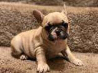 French Bulldog Puppy for sale in Chaska, MN, USA