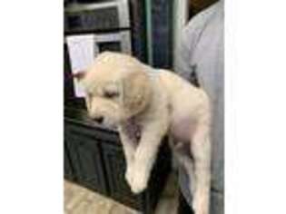 Golden Retriever Puppy for sale in Leighton, AL, USA