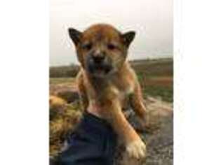Shiba Inu Puppy for sale in Carbondale, IL, USA