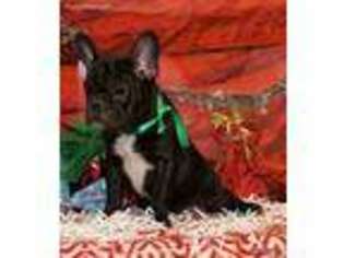 French Bulldog Puppy for sale in Walhalla, SC, USA