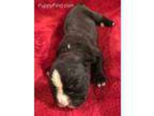Valley Bulldog Puppy for sale in Waterford, WI, USA